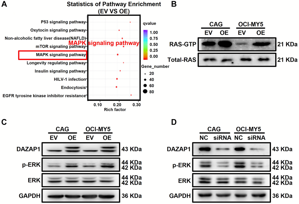 DAZAP1 promotes the phosphorylation of ERK in MM cells. (A) A bubble diagram of the top 10 KEGG pathways. In the bubble diagram, the vertical axis indicates the KEGG pathways and the horizontal axis represents the enrichment ratio. The sizes of the dots indicate the number of genes in the Gene Ontology term. (B) Active RAS Pull-down assay and Western blot showed the levels of active form RAS protein compared to total RAS protein. (C and D) WB test examined the phosphorylation level of ERK expression in DAZAP1-OE and siDAZAP1 MM cells.