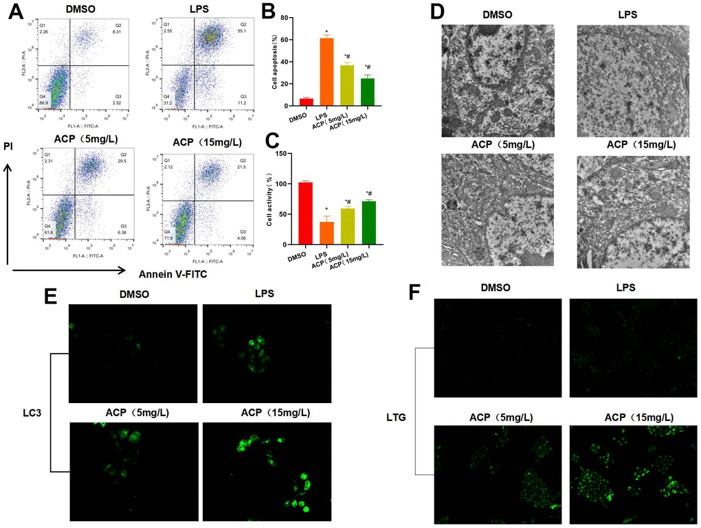 ACP suppressed cell injury and activated autophagy (n=3). (A, B) Flow cytometry revealed that LPS induced cell injury and significantly increased the apoptosis rate, while ACP suppressed cell apoptosis in a dose-dependent manner. *P#PC) Cell viability test suggested that cell viability decreased in LPS group, lower than that of DMSO group, while ACP suppressed LPS. *P#PD) Electron microscope observation demonstrated no obvious lysosome or autophagosome formation in DSMO, while weak autophagy activation was seen in LPS group, and obvious autophagosomes were detected in ACP, suggesting that ACP activated autophagy. (E) LC3 fluorescence staining revealed that LC3 was not significantly activated in DMSO, lowly expressed in LPS and significantly up-regulated in ACP, higher than that in DMSO and LPS group. (F) Lysosome probe LTG analysis suggested that ACP promoted lysosome formation and markedly enhanced the fluorescence intensity.