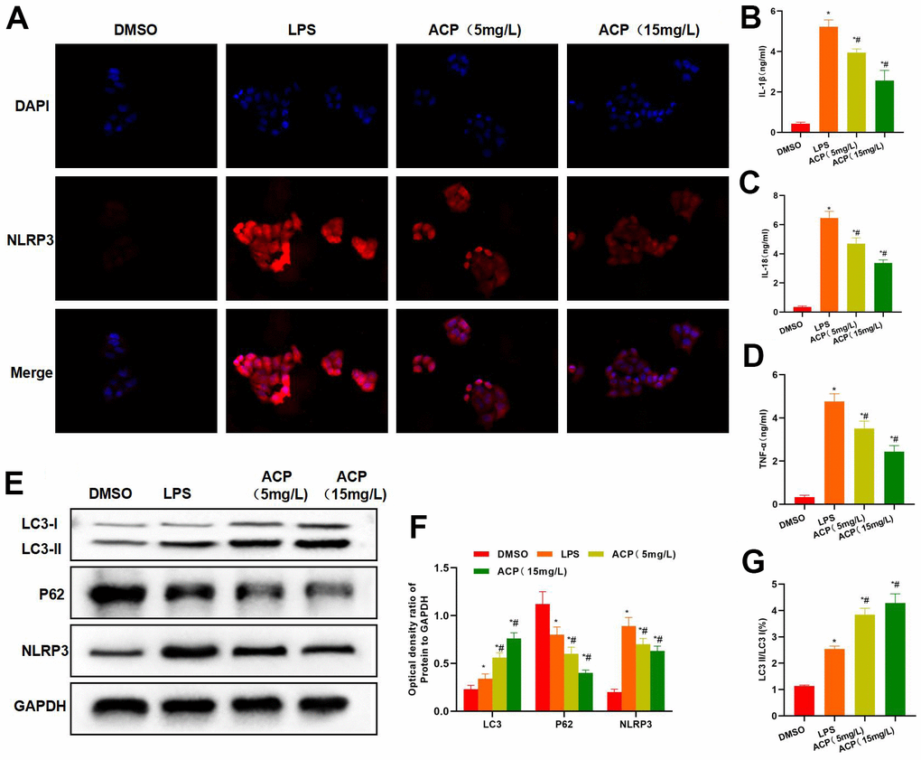 ACP suppressed inflammatory response and NLRP3 activation. (A) NLRP3 fluorescence staining revealed that, LPS promoted NLRP3 expression, and the fluorescence intensity significantly increased, while ACP suppressed NLRP3 expression, significantly lower than LPS group. (B–D) Inflammatory factor detection revealed that, ACP decreased the expression of IL-1β, IL-18 and TNF-α, and the difference was significant compared with LPS group. *P#PE, F) Protein detection indicated that LC3 expression significantly increased in ACP group, P62 and NLRP3 expression decreased, and NLRP3 expression was negatively correlated with LC3 expression. At the same time, LC3 II expression increased, showing that autophagy was activated. *P#PG) Ratio of LC3 I to LC3 II significantly increased when LC3 I was transformed into LC3 II, suggesting that autophagy was activated and the autophagy flow was smooth. *P#P