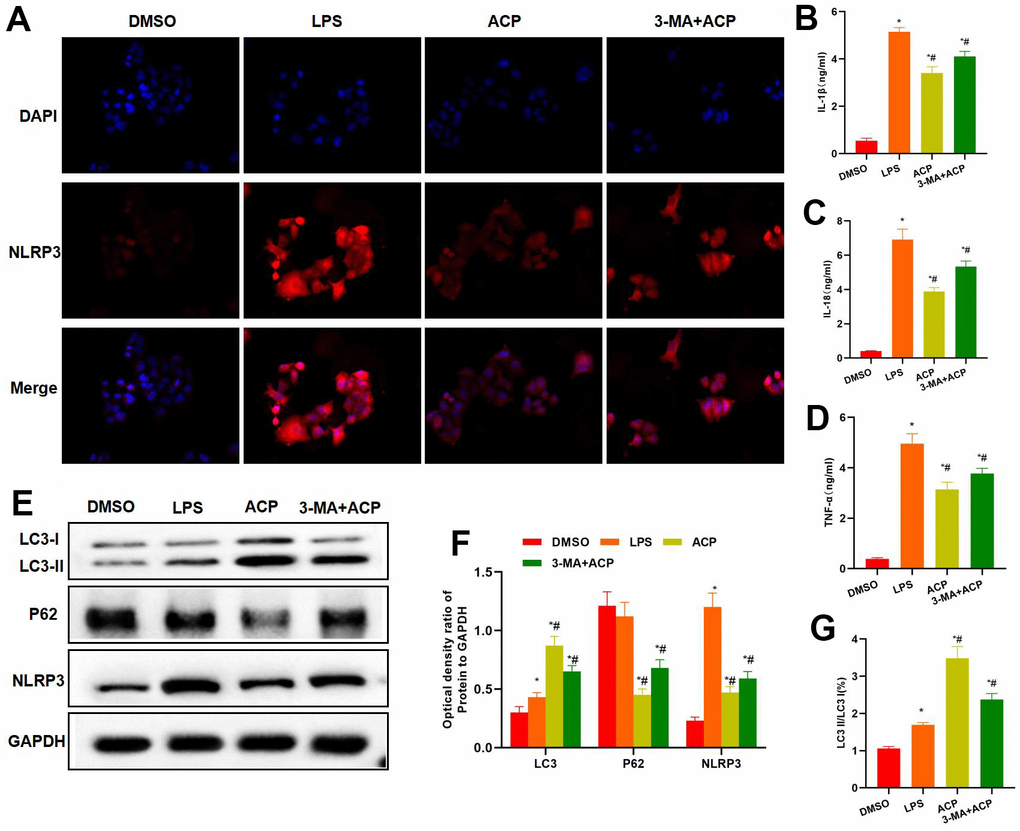 Suppressing autophagy enhanced inflammatory response and NLRP3 expression. (A) NLRP3 staining results indicated that, 3-MA antagonized the effect of ACP, and NLRP3 expression markedly increased in 3-MA+ACP group, higher than that in ACP group. (B–D) The expression levels of inflammatory factors IL-1β, IL-18 and TNF-α in 3-MA+ACP group were higher than those in ACP group. *P#PE–G) Protein detection demonstrated that 3-MA suppressed autophagy, LC3 expression decreased in 3-MA+ACP group, while NLRP3 and P62 expression increased, and the differences were significant compared with ACP group. Meanwhile, the LC3 II/LC3 I ratio decreased. *P#P