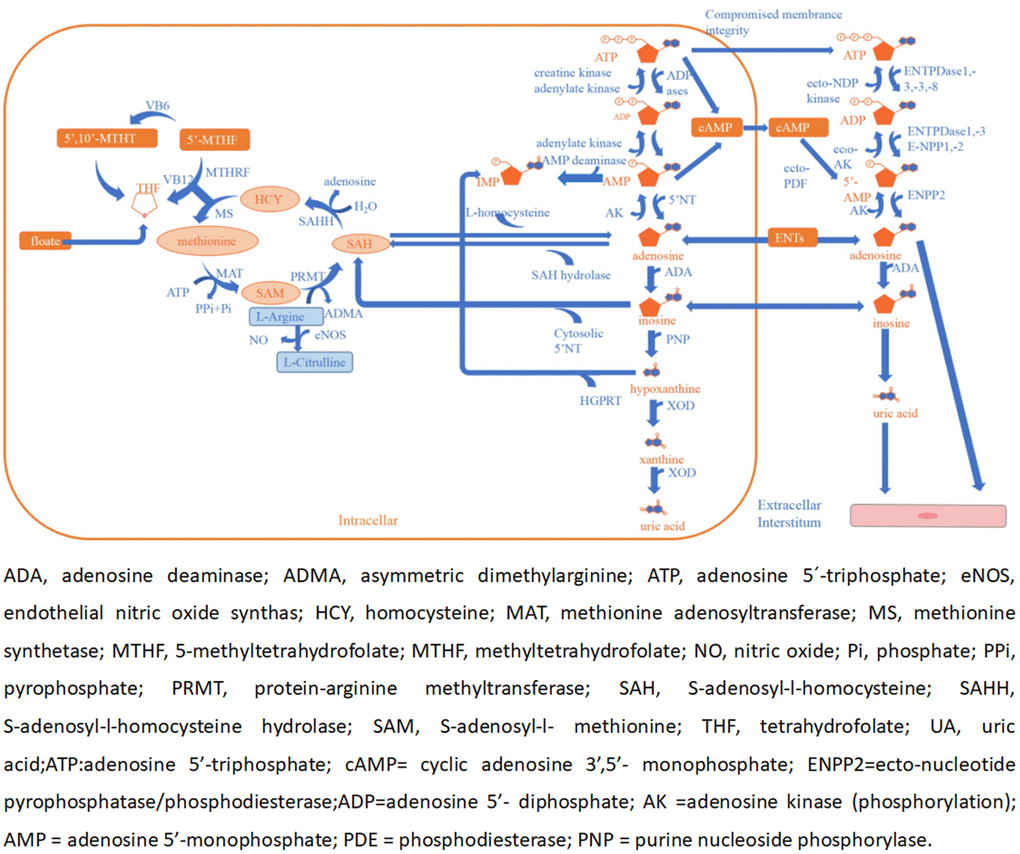 Adenosine and methionine metabolism pathways and endothelial dysfunction.