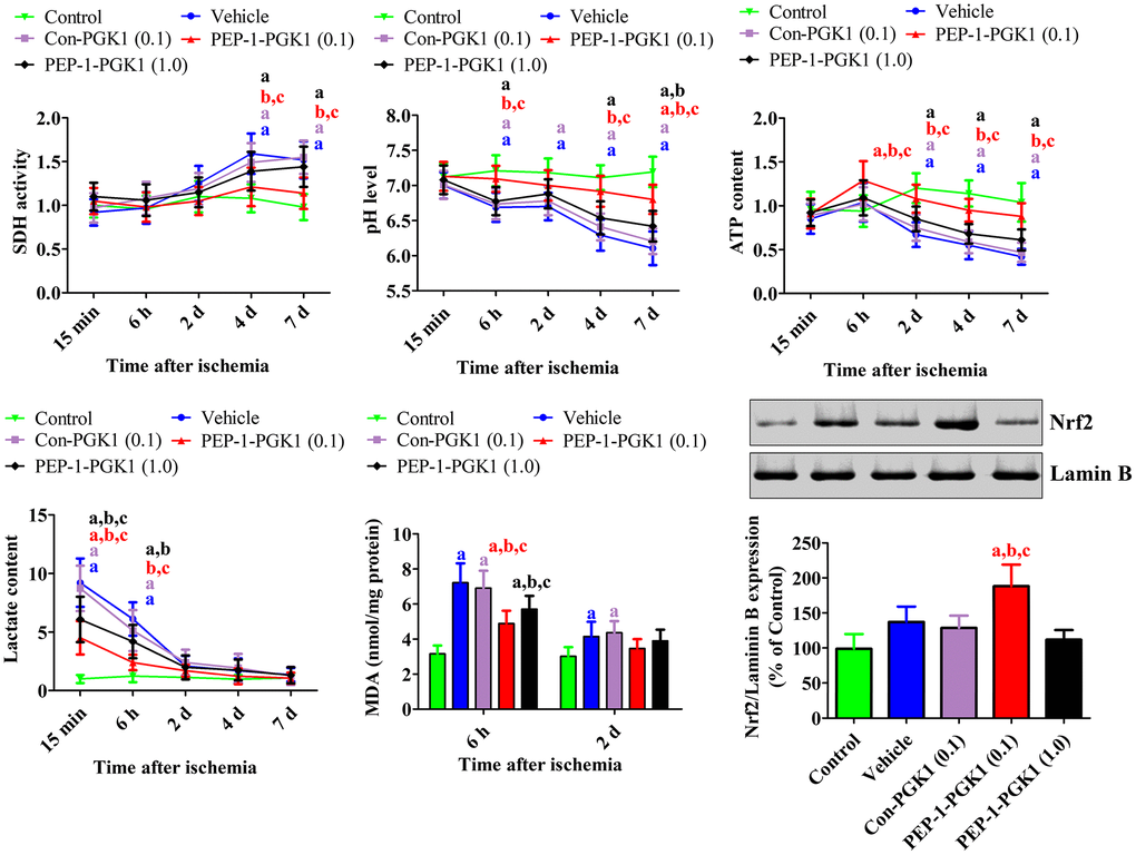 In vivo mechanisms of Con-PGK1 and PEP-1-PGK1 on ischemia-induced damage in gerbils. Succinate dehydrogenase activity, pH, ATP, lactate, and malondialdehyde levels were assessed in the hippocampus of gerbils at various times after ischemia. The nuclear fraction of nuclear factor erythroid-2-related factor 2 was measured in the hippocampus using western blotting 1 d after ischemia. Data are analyzed by a one-way analysis of variance, followed by a Bonferroni’s post-hoc test (n = 6 per group; ap bp cp 