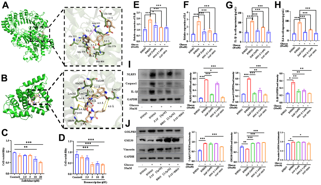 Combination of NLRP3 inhibitor and Golph3 inhibitor ameliorates HG-caused microglia neuroinflammation. (A) The 3D structure of NLRP3 with zafirlukast; (B) The 3D structure of Golph3 with bromocriptine, the structure of zafirlukast/NLRP3 complex and Golph3/bromocriptine for molecular dynamic simulation were obtained by a standard docking procedure for a rigid protein and a flexible zafirlukast performed with Autodock 4.0, the image was analyzed by Pymol software. (C) The cell viability of BV2 treated with zafirlukast detected by CCK8 kit; (D) The cell viability of BV2 treated with bromocriptine detected by CCK8 kit; (E, F) qPCR detection of the IL-1β and IL-6 transcription level of BV2 cells treated with ZAF, BRO, and combination of ZAF and BRO under HG condition. (G, H) ELISA detection of IL-1β and IL-6 in BV2 cells treated with ZAF, BRO, and combination of ZAF and BRO under HG condition. (I) Western blot analysis of NLRP3, caspase1 and IL-1β in BV2 cells treated with ZAF, BRO, and combination of ZAF and BRO under HG condition. (J) Western blot analysis of Golph3, GM130, Vimentin in BV2 cells treated with ZAF, BRO, and combination of ZAF and BRO under HG condition. GAPDH was used as an internal control for normalization. Data represent means ± SEM of 3 independent experiments. * p ≤ 0.05, ** p ≤ 0.01, and *** p ≤ 0.001 according to two-way ANOVA with Bonferroni's post hoc test.