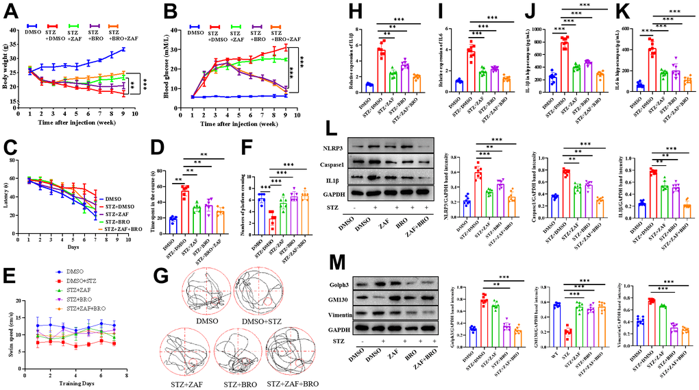 Combination of NLRP3 inhibitor and Golph3 inhibitor ameliorates STZ-induced diabetes neuroinflammation. Diabetes mice were constructed by injection of STZ at 70 mg/kg every other day for 3 times, the body weight and blood glucose were record every week for 4 weeks, then the mice were given ZAF, BRO, or ZAF and BRO, the mice in control group were given DMSO every day for 5 weeks, the body weight and blood glucose were record every week for 9 weeks (A, B). (C) Average time spent to locate submerged escape platform during the 7-d training session in the Morris water maze (n = 8/group). (D) Average time spent on the platform and in the four quadrant areas when the platform was absent (n = 8/group). (E) Average speed spent on the platform and in the four quadrant areas when the platform was absent (n=8/group). (F) Average numbers of mice crossing over the platform area(n=8/group). (G) Representative paths of mice on platform and in the four quadrant areas when the platform was absent (n = 8/group). (H, I) qPCR detection of the IL-1β and IL6 transcription level of mice hippocampus tissue treated with ZAF, BRO, and combination of ZAF and BRO. (J, K) ELISA detection of IL-1β and IL6 in mice hippocampus tissue supernatant treated with ZAF, BRO, and combination of ZAF and BRO. (L) Western blot analysis of NLRP3, caspase1 and IL-1β mice hippocampus tissue treated with ZAF, BRO, and combination of ZAF and BRO. (M) Western blot analysis of Golph3, GM130, Vimentin in mice hippocampus tissue treated with ZAF, BRO, and combination of ZAF and BRO. GAPDH was used as an internal control for normalization. Data represent means ± SEM of 3 independent experiments. * p ≤ 0.05, ** p ≤ 0.01, and *** p ≤ 0.001 according to two-way ANOVA with Bonferroni's post hoc test.