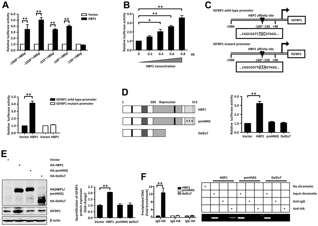Insulin and palmitic acid reduce the protein expression of HBP1 and the binding of HBP1 to the IGFBP1 promoter. (A) The relative luciferase activities of HBP1 on IGFBP1 promoters of different lengths. 293T cells were co-transfected with the indicated length of IGFBP1 promoter and HA-HBP1 plasmid. Luciferase activities were determined 24 hours after transfection and were analyzed from four separate experiments. (B) HBP1 enhances IGFBP1 promoter activity in a dose-dependent manner. 293T cells were co-transfected with full-length IGFBP1 promoter and different doses (0, 0.2, 0.4, 0.6, 0.8 μg) of HA-HBP1 plasmid. The luciferase activities were analyzed as the means ± S.D. from four separate experiments. (C) The integrity of affinity sites is indispensable for HBP1 up-regulating IGFBP1 promoter in vivo. The schematic diagrams of the wild-type IGFBP1 promoter and its mutant promoter are shown in top panel. The mutant promoter of IGFBP1 contains four point mutations at the HBP1 affinity site (TCAA to CTGG) in comparison with wild-type IGFBP1 promoter. The relative luciferase activities of HBP1 on wild-type and mutant IGFBP1 promoter were analyzed from four separate experiments and shown in bottom panel. (D) Wild-type HBP1 rather than its mutants activates IGFBP1 promoter activities. Schematic diagrams of wild-type HBP1 and its associated mutants are shown in left panel. 293T cells were co-transfected with wild type IGFBP1 promoter and HBP1 or its mutant plasmids. The luciferase activities were analyzed from four separate experiments (right panel). (E) Expression of exogenous HBP1 increases IGFBP1 protein level. 293T cells were transfected with HBP1 and its associated mutants. The protein level of HA (HA-HBP1, HA-pmHMG and HA-delEx7) and IGFBP1 was measured by Western blotting. β-actin was used as a loading control. Quantification was normalized to β-actin. (F) The combination of HBP1 and endogenous IGFBP1 promoter depends on the HMG domain of HBP1. ChIP assays were performed to verify the binding of exogenous HBP1 to the endogenous IGFBP1. 293T cells were transfected with HA-HBP1 or HA-pmHMG or HA-DelEx7. The region from position -224 to -6 contains the HBP1 affinity site and was analyzed by specific PCR (right panel) and Realtime-PCR (left panel). Anti-HA antibody was used in the indicated lanes. Data were the mean ± SD by a two-tail, unpaired Student’s t-test. *, p