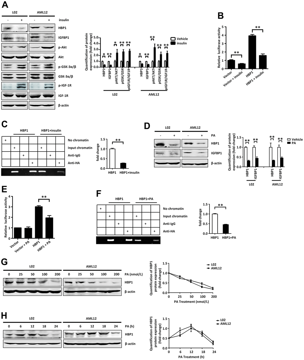 Insulin and palmitic acid suppress the protein expression of HBP1 and the combination of HBP1 and IGFBP1 promoter. (A) Insulin activates p-AKT signaling pathway and inhibits protein expression of HBP1 and IGFBP1. The protein levels of HBP1, IGFBP1, p-AKT, p-GSK-3α/β, p-IGF-1R, AKT, GSK-3α/β and IGF-1R were measured by western blotting in L02 and AML12 cells. β-actin was used as a loading control. Quantification was normalized to β-actin. (B) Insulin can attenuate both the IGFBP1 promoter activity and the activation effect of HBP1 on IGFBP1 promoter. 293T cells were co-transfected with the IGFBP1 promoter and HA-HBP1 plasmid and were treated with or without insulin. Luciferase activities were determined 24 hours after transfection and were analyzed from four separate experiments. (C) Insulin inhibits the binding ability of HBP1 and IGFBP1 promoter. ChIP assays were carried out to verify the binding of exogenous HBP1 to the endogenous IGFBP1. 293T cells transfected with HA-HBP1 were treated with or without insulin. The region of IGFBP1 promoter contains the HBP1 affinity site and was analyzed by specific PCR. Anti-HA antibody was used in the indicated lanes. Lanes were quantitated by Image J software. (D) Palmitic acid inhibits protein expression of HBP1 and IGFBP1. The protein levels of HBP1 and IGFBP1 were measured by western blotting in L02 and AML12 cells. β-actin was used as a loading control. Quantification of HBP1 and IGFBP1 protein expression was normalized to β-actin. (E) Palmitic acid weaken the luciferase activities of HBP1 on IGFBP1 promoter. 293T cells were co-transfected with the IGFBP1 promoter and HA-HBP1 plasmid and were treated with or without palmitic acid. Luciferase activity was determined 24 hours after transfection and analyzed from four separate experiments. (F) Palmitic acid restrains the binding ability of HBP1 and IGFBP1 promoter. ChIP assays were performed to verify the binding of exogenous HBP1 to the endogenous IGFBP1 gene. 293T cells transfected with HA-HBP1 were treated with or without palmitic acid. The region of IGFBP1 promoter contains the HBP1 affinity site and was analyzed by specific PCR. Anti-HA antibody was used in the indicated lanes. Lanes were quantitated by Image J software. (G) The protein level of HBP1 decreases gradually with the increasing of PA dose. The protein levels of HBP1 were measured by western blotting in L02 and AML12 cells. β-actin was used as a loading control. Quantification was normalized to β-actin. (H) With the increase of PA duration, the protein level of HBP1 firstly increased and then decreased significantly. The protein levels of HBP1 were measured by western blotting in L02 and AML12 cells. β-actin was used as a loading control. Quantification was normalized to β-actin. Data were the mean ± SD by a two-tail, unpaired Student’s t-test. *, p