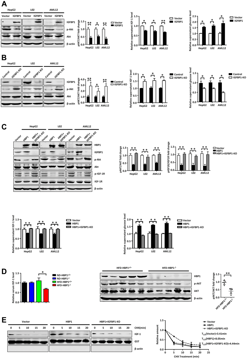 The HBP1-IGFBP1 axis increases extracellular glucose concentration by reducing activation of the PI3K-AKT signaling pathway. (A) IGFBP1 inhibits p-AKT signaling pathway, inhibits supernatant IGF-1 levels and elevates supernatant glucose level. The protein levels of IGFBP1, p-AKT and AKT were measured by western blotting in HepG2, L02 and AML12 cells. β-actin was used as a loading control. The content of IGF-1 in supernatant was measured by ELISA kit. The supernatant was changed from DMEM to EBSS and was collected after 24 hours. Then the supernatant glucose level was measured by glucose testing kit. (B) IGFBP1 knockout activates p-AKT signaling pathway, increases supernatant IGF-1 levels and suppresses supernatant glucose level. The protein levels of IGFBP1, p-AKT and AKT were measured by western blotting in IGFBP1-knockout HepG2, L02 and AML12 cells constructed by CRISPR/Cas 9 system. β-actin was used as a loading control. The content of IGF-1 in supernatant was measured by ELISA kit. The supernatant was changed from DMEM to EBSS and was collected after 24 hours. Then the supernatant glucose level was measured by glucose testing kit. (C) HBP1 can inhibit p-AKT signaling pathway, decreases supernatant IGF-1 levels and elevates supernatant glucose level by IGFBP1. The protein levels of HBP1, IGFBP1, p-AKT, AKT, p- IGF-1R and IGF-1R were measured by western blotting in HepG2, L02 and AML12 cells. β-actin was used as a loading control. The content of IGF-1 in supernatant was measured by ELISA kit. Then the supernatant was changed from DMEM to EBSS and was collected after 24 hours. The supernatant glucose level was measured by glucose testing kit. (D) The level of serum free IGF-1 in HFD-HBP1−/− mice is lower than that of HFD-HBP1+/+ mice (n=5), so that the PI3K-AKT signaling pathway is inhibits. The content of mice serum IGF-1 was measured by ELISA kit. The protein levels of HBP1, p-AKT and AKT were measured by western blotting. β-actin was used as a loading control. (E) HBP1 affects the stability of IGF-1 through IGFBP1. The protein levels of IGF-1, GST and β-actin were measured by western blotting. GST was used as a loading control. Data were the mean ± SD by a two-tail, unpaired Student’s t-test. *, p