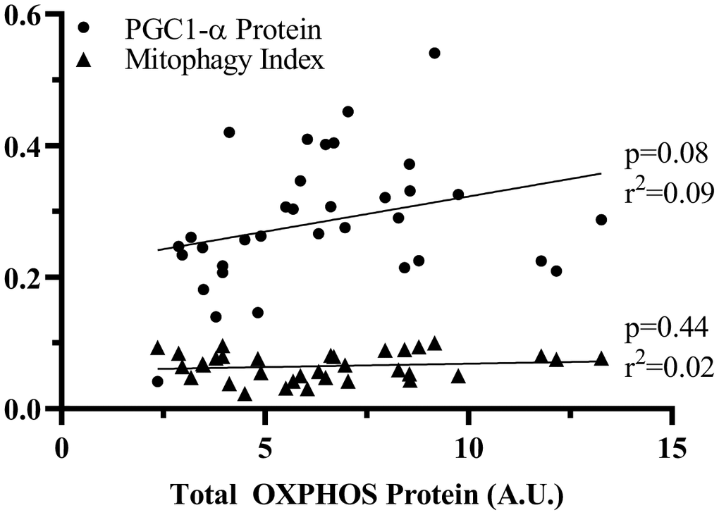 Correlation of PGC1-α or mitophagy index to OXPHOS protein. Linear correlations were analyzed to assess the contribution of PGC-1α and mitophagy to change in total OXPHOS protein. p values and r2 values are represented on the graph.