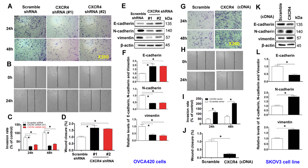 Examining effects of CXCR4 knockdown on decreasing the cancer (EOC) invasion capacity. A transwell tumour cell invasion assay showed that knockdown of CXCR4 reduced the invasion ability of OVCA420 cell lines (A) and that overexpression of CXCR4 enhanced the invasion ability of SKOV3 cells (G). The number of invaded cells were quantified by counting the total number of cells from 10 random fields (magnification, 200X) (C, I). A wound-healing assay showed that knockdown of CXCR4 reduced the migration ability of OVCA420 cells (B, D) and that overexpression of CXCRC4 enhanced the migration ability of SKOV3 cells (H, J), respectively. The effects of CXCR4 on the expression of EMT-related E-cadherin, N-cadherin and vimentin protein levels indicated in both CXCR4-knockdown OVCA420 (E) and -overexpressed SKOV3 (K) cell lines were analysed by WB with the indicated antibody against each protein examined, respectively. Band density ratios of each protein indicated to β-actin were determined by densitometry analysis (F, L). Data are presented as the mean ± SD of three independent experiments. Asterisk indicates P