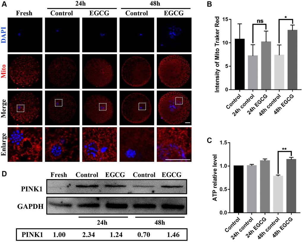 Epigallocatechin-3-gallate (EGCG) rescues aging-induced mitochondrial dysfunction. (A and B) Fluorescence intensity of MitoTracker Red in aging Fresh, 24 h control, 24 h EGCG, 48 h control, and 48 h EGCG oocytes. Scale bars represent 20 μM. (C) Adenosine triphosphate (ATP) levels of oocytes in the Fresh, 24 h control, 24 h EGCG, 48 h control, and 48 h EGCG groups. (D) Lysates from oocytes with/ without EGCG for 24 h and 48 h aging were analyzed by western blot for detection of the PINK1 and GAPDH. *p **p 