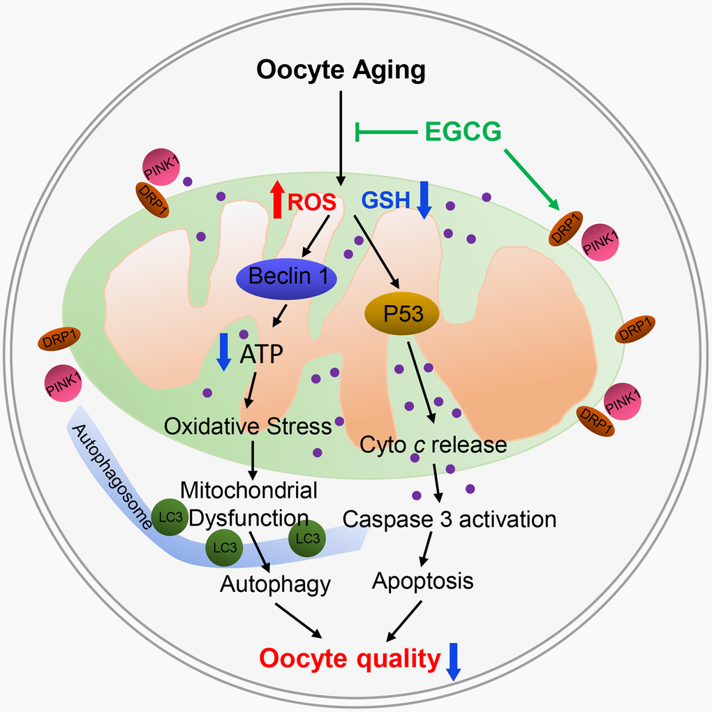 Schematic representation of the protective effects of epigallocatechin-3-gallate (EGCG) by targeting mitochondrial function after post-ovulatory aging in pig. EGCG prevents apoptosis by inhibiting mitochondrial P53 and caspase 3 activity and mitochondrial dysfunction and ultimately prevents the oocyte damage induced by post-ovulatory aging.