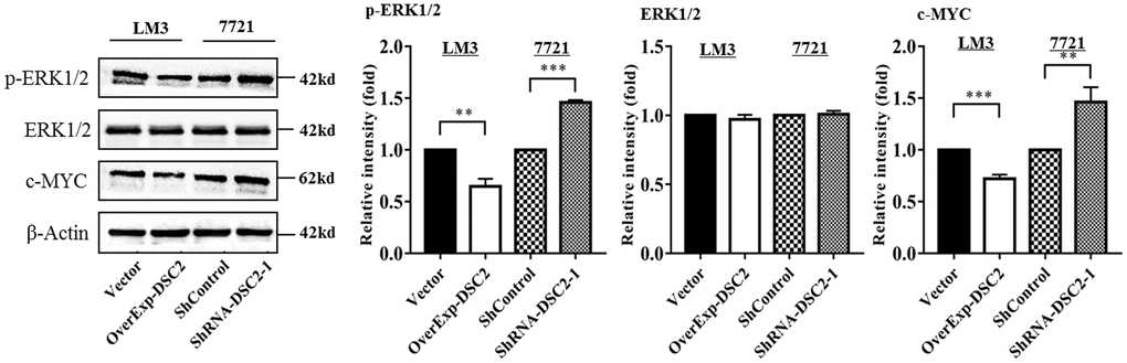 DSC2 inhibits the ERK1/2 signaling pathway. The expression levels of ERK1/2, p-ERK1/2, and c-MYC in overExp-DSC2-transfected LM3 and shRNA-DSC2-1-transfected 7721 cells were determined by Western blot analysis (repeated three times). *P **P ***P 
