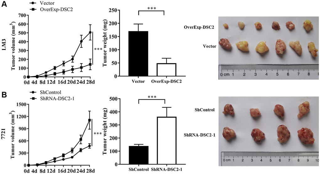 DSC2 inhibits HCC tumor growth in vivo. (A) LM3 cells transfected with vector and overExp-DSC2 were injected into the right back of 5-week-old male nude mice with 6 rats in each group. After 28 days, the tumor was collected, and the volume and weight of the tumor were measured. (B) 7721 cells transfected with shControl and shRNA-DSC2-1 were injected into the right back of 5-week-old male nude mice with 6 rats in each group. After 28 days, the tumor was collected, and the volume and weight of the tumor were measured.