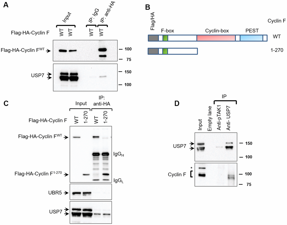 The deubiquitylase USP7 is a novel cyclin F-interacting protein and ...