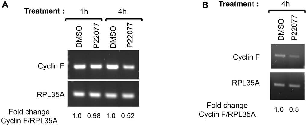 USP7 regulates cyclin F mRNA levels. (A) HeLa cells treated with DMSO or P22077 (25 μM) for the indicated hours were collected and total RNA was extracted. cDNAs prepared from each sample were amplified using primer pairs specific to each gene as indicated. The PCR products were analyzed by agarose gel electrophoresis and stained using ethidium bromide. RPL35A was the loading control. Fold change in cyclin F:RPL35A ratios were determined using densitometry values of the amplicons. The values represent an average from two independent experiments. (B) HCT116 cells treated with DMSO or P22077 (25 μM) for 4 h were analyzed as in (A).