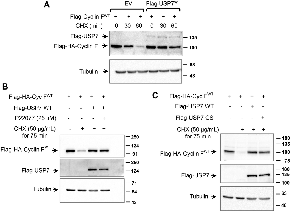 USP7 regulates cyclin F protein stability. (A) HCT116 cells were co-transfected with Flag-HA-Cyclin F WT and Flag-USP7 WT or empty vector. Twenty-four hours post transfection, cells were treated with DMSO or cycloheximide (CHX; 50 μg/mL) for the indicated minutes, lysed, and immunoblotted as indicated. α-Tubulin was the loading control. (B) HeLa cells were co-transfected with Flag-HA-Cyclin F WT and Flag-USP7 WT or empty vector. Forty-eight hours post transfection, cells were treated with CHX (50 μg/mL) for 75 min. Where indicated, P22077 (25 μM) was added to cells 2 h prior to the addition of CHX. Cells were then lysed, and immunoblotted as indicated. (C) HeLa cells were co-transfected with Flag-HA-Cyclin F WT and Flag-USP7 WT, Flag-USP7 CS, or empty vector. Forty-eight hours post transfection, cells were treated with CHX (50 μg/mL) for 75 min, lysed, and immunoblotted as indicated.