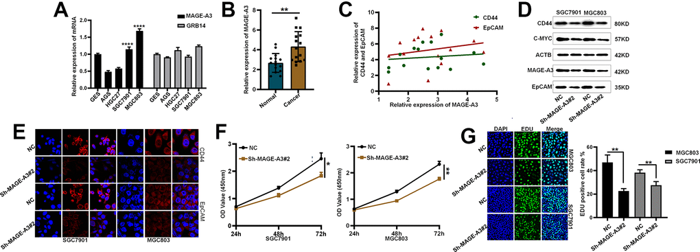 Validation of MAGE-A3’s regulation of tumor stemness and proliferative capacity in vitro. (A) Application of QPCR to compare MAGE-A3 and GRB14 mRNA expression in tumour cells and normal epithelial cells. (B) The expression of MAGE-A3 in cancer and adjacent tissues was detected by QPCR. (C) Relationship between the expression of CD44 and EpCAM and the expression of MAGE-A3. (D, E) Validation of protein expression levels of cancer stem cell biomarkers by western blot and immunofluorescence. (F, G) The effect of knocking down MAGE-A3 on cell proliferation ability was examined by CCK-8, EDU. (*PPPP