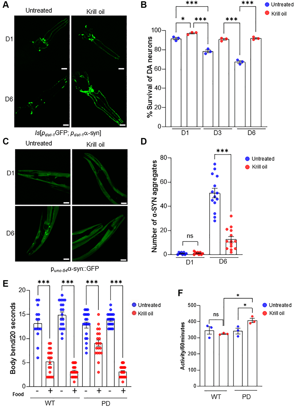 Krill oil promotes healthy dopaminergic neuronal aging. (A) Representative images of the head region of PD animals at day 1, day 3 and day 6 of adulthood, Scale bar, 20 μm. (B) Survival of anterior CEPs and ADEs DA neurons during aging in response to Krill oil (n = 35 nematodes per experiment; three independent experiments, s.e.m; ***p C) Representative images of α-SYN aggregation in body wall muscles in day 1 and day 6 animals, Scale bar, 20 μm. (D) The number of aggregates in day 1 and day 6 animals in response to krill oil (n = 15 nematodes, s.e.m; NS and ***p E) Column scatter plot representing basal slowing response of wild type and PD animals at adult day 6. Body bends per 20 second measured on NGM plates with and without bacteria (n = 30; Error bars, s.e.m; ***p F) Column scatter plot representing locomotion activity wild type and PD animals at adult day 6. The activity was scored for 60 minutes (n = 50 animals per experiment; Error bars, s.e.m; NS and *p 
