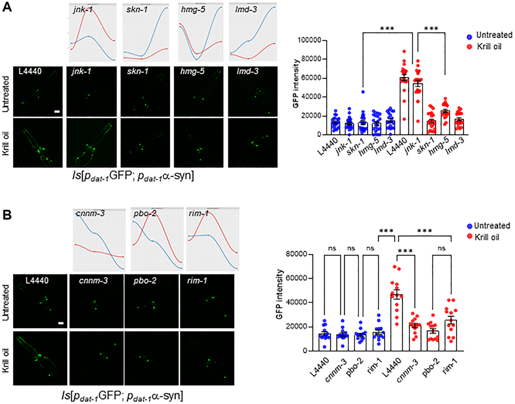 Gene expression rewiring promotes dopaminergic neuron survival during aging. (A) Representative images of the head region of PD animals at day 6 adulthood in control and krill oil treated animals following knockdown of jnk-1, skn-1, hmg-5 and lmd-3 by RNAi, Scale bar, 20 μm. Time series plot for same genes are show on top. The scatter dot plots represent GFP intensity of the CEPs dopaminergic neurons in day 6 PD nematodes following knockdown of jnk-1, skn-1, hmg-5 and lmd-3 (n = 20 individuals; Error bars, s.e.m; ***p B) representative images and scatter dot plots represents intensity of the dopaminergic neurons after depleting cnnm-3, pbo-2 and rim-1 in PD animals (n = 14 individuals, Scale bar, 20 μm Error bars, s.e.m; ***p 
