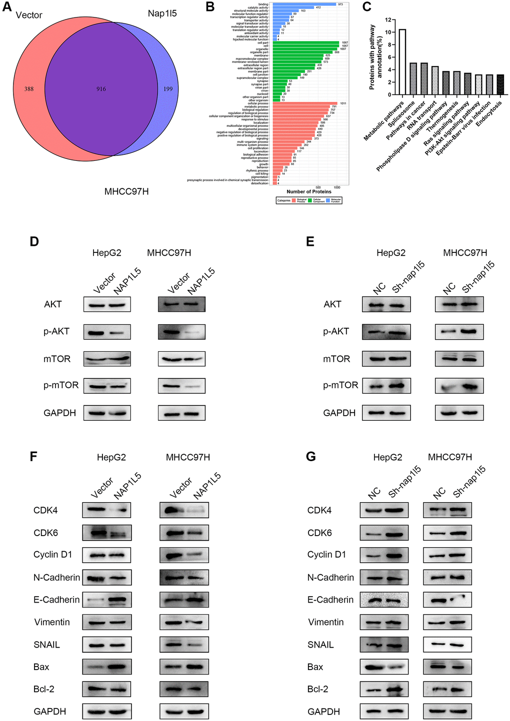 NAP1L5 regulates the PI3K/AKT/MTOR signaling pathway in hepatoma cells. (A) Venn diagram of the mass spectrometry analysis of MHCC97H cells overexpressing NAP1L5 and transferred into the control vector. (B) Mass spectrometry analysis of the GO functional enrichment map of MHCC97H cells overexpressing NAP1L5. (C) Enrichment of differentially expressed gene pathways in NAP1L5-overexpressing and MHCC97H cells transfected with the control vector. (D) Western blotting was used to detect the expression of p-AKT and p-mTOR in HepG2 and MHCC97H cells overexpressing NAP1L5. (E) Western blotting was used to detect the expression of p-AKT and p-mTOR in HepG2 and MHCC97H cells downregulated by NAP1L5. (F) Western blotting was used to analyze the expression of key molecules involved in cell cycle regulation, EMT and apoptosis in HepG2 and MHCC97H cells overexpressing NAP1L5. (G) Western blotting was used to analyze the expression of key molecules involved in cell cycle regulation, EMT and apoptosis in HepG2 and MHCC97H cells downregulated by NAP1L5.
