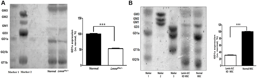 Ganglioside expression patterns in Lmna-dysfunction MSCs. (A) Ganglioside expression patterns in primary LmnaDhe/+ mutation MSCs. (B) Lamin A/C-knockdown MSCs by siRNA. ***p 