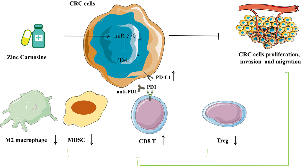 Pattern diagram showing that ZnC slows the progression of CRC by inhibiting the proliferation, invasion and migration and up-regulates PD-L1 expression via inhibiting miR-570. The combination of ZnC and anti-PD1 therapy is beneficial to synergically increase efficacy of anti-tumor in CRC therapy.