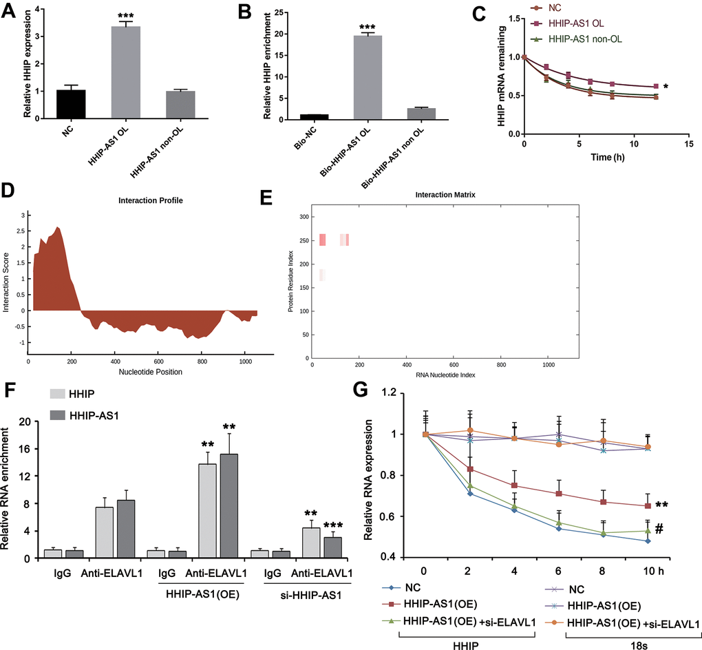 lncRNA HHIP-AS1 increases HHIP mRNA stability by ELAVL1. (A) BM-MSCs transfected with overlapping sequence or non-overlapping sequence of lncRNA HHIP-AS1 and HHIP mRNA were analyzed by PCR. (B) qPCR validation of HHIP enrichment versus input after RNA pull down by two different specific probes (Bio-HHIP-AS1 OL and Bio-HHIP-AS1 non-OL) as compared to a non-specific one (Bio-NC) in BM-MSCs. (C) Measurement of the stability of HHIP mRNA by RT-qPCR in the presence of transcriptional inhibitor (actinomycin D) at the indicated time as compared to an internal control 18S rRNA. (D, E) Using the web (http://service.tartaglialab.com/page/catrapid