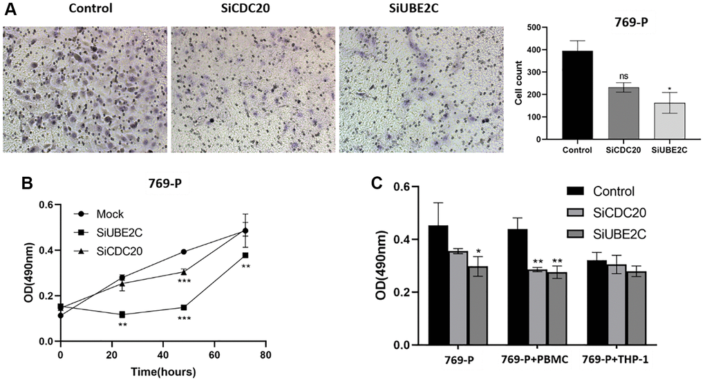 Downregulation of UBE2C and CDC20 inhibited the proliferation, migration, and immune tolerance in 769-P cells. (A) Representative images and quantitative numbers of migrated cell across the membrane porous over 48 hours were determined. (B) Cell proliferation of 769-P cells with siRNA of CDC20 and UBE2C was detected with CCK8 assay. (C) MTT assay was performed to evaluate the effect of CDC20 and UBE2C knockdown on 769-P cells proliferation after co-cultured with PBMC and THP-1. Mean ± SEM; *P **P ***P 