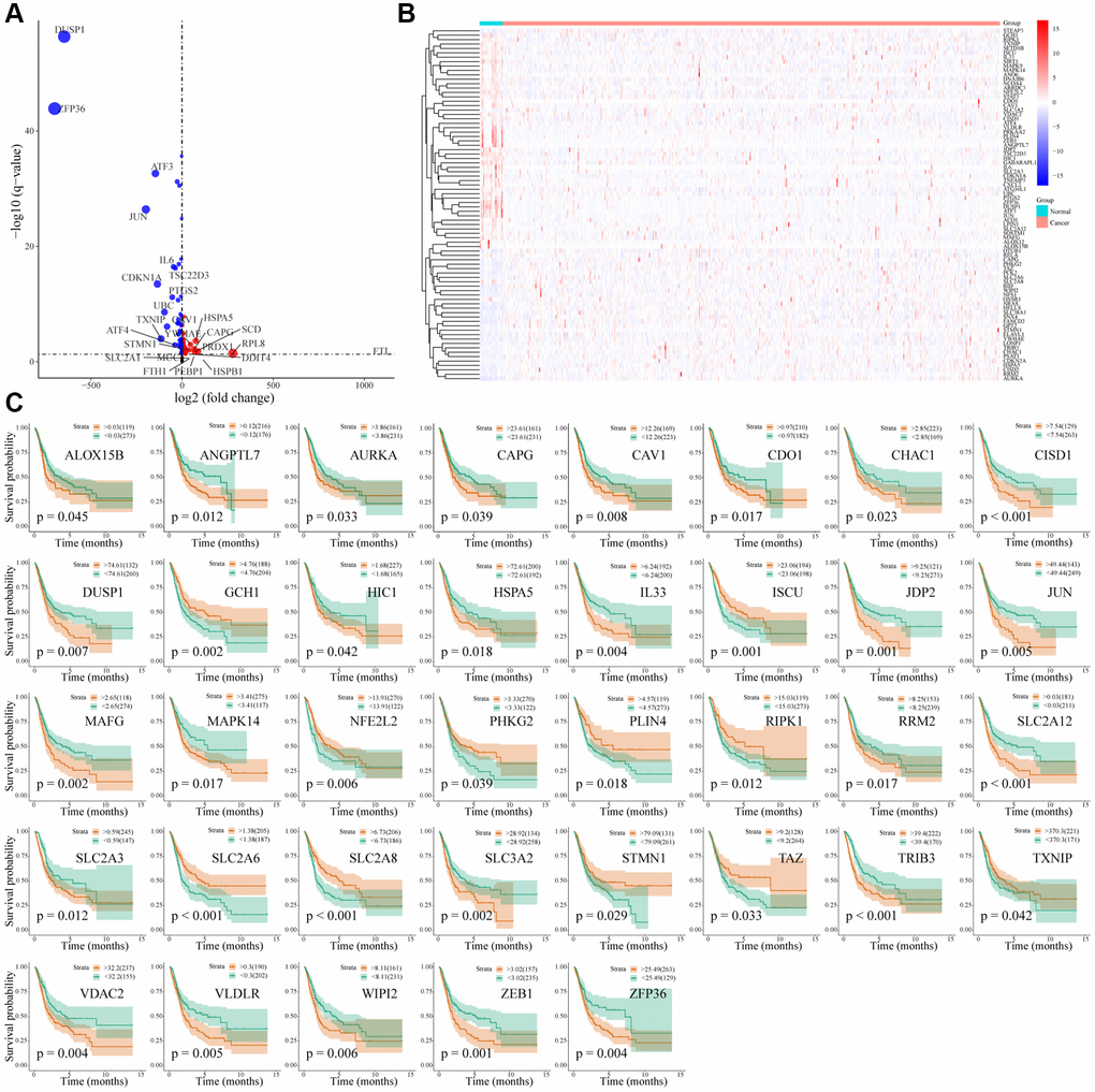 Differential expression and prognosis of ferroptosis-related genes in bladder cancer. (A) Volcano map of differentially expressed FRG in bladder cancer; (B) Heatmap of differentially expressed FRG in bladder cancer; (C) Survival analysis of 37 differentially expressed FRG in bladder cancer.