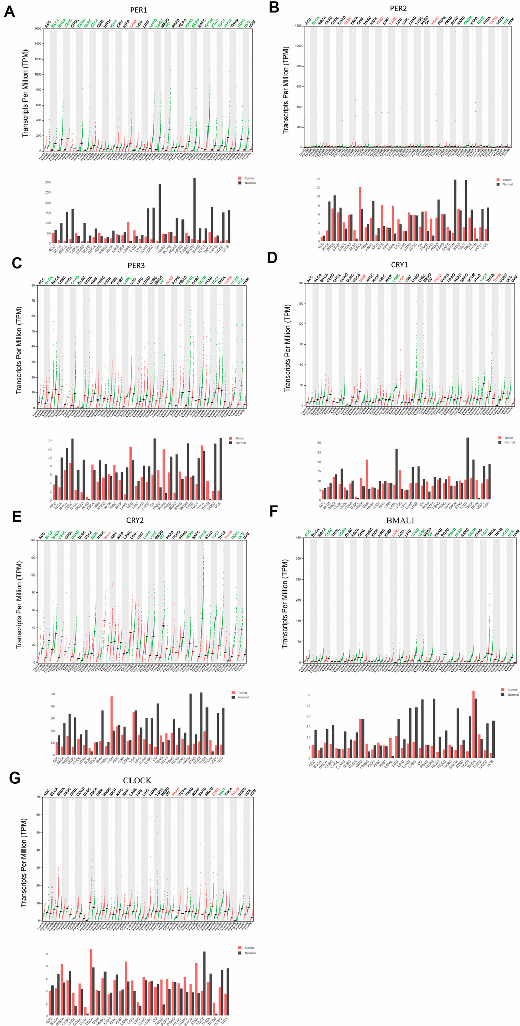 Expression levels of period (PER) family (PER1, PER2, and PER3), cryptochrome (CRY) family (CRY1 and CRY2), and other circadian factors such as BMAL1 and CLOCK in different types of cancer (GEPIA). (A–G) This figure shows mRNA expression levels of the PER and CRY families of circadian factors in different cancer tissues. If a cancer had significant overexpression of a gene, the name of the cancer is shown in red. Conversely, if a cancer had a significantly low expression of the gene, green color indicates the name of the cancer.