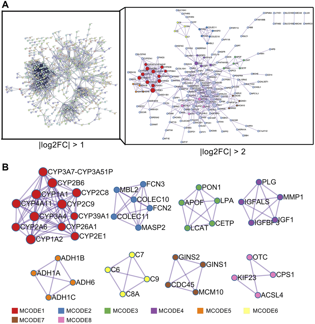 PPI network analysis of DEGs in HCC. (A) PPI network analysis of 1110 DEGs (right panel, STRING database) and 224 DEGs (left panel, Metascape web tool). (B) MCODE module for the gene clustering analysis.
