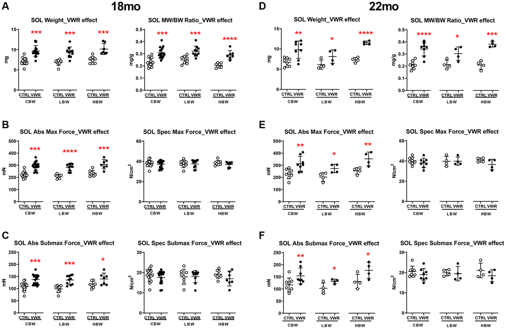 The effect of long-term endurance exercise on soleus skeletal muscle weights and contractile force. Endurance exercise resulted in hypertrophy of soleus muscles in all body weight groups in both 18 mo and 22 mo old mice. Endurance exercise also increased absolute force output in all body weight groups, while force normalized to muscle size was not changed in both 18 mo and 22 mo old mice. (A) Soleus muscle weight (left) and muscle weight/body weight (MW/BW) ratio (right) for 18 mo mice. (B) Soleus muscle absolute maximal force (left) and specific maximal force (right) in 18 mo mice. (C) Soleus muscle absolute submaximal force (left) and specific submaximal force (right) in 18 mo mice. (D) Soleus muscle weight (left) and muscle weight/body weight (MW/BW) ratio (right) for 22 mo mice. (E) Soleus muscle absolute maximal force (left) and specific maximal force (right) in 22 mo mice. (F) Soleus muscle absolute submaximal force (left) and specific submaximal force (right) in 22 mo mice. *: p **: p ***: p ****: p n = 16 CTRL, n = 17 VWR; 22 mo: n = 8 CTRL, n = 8 VWR); LBW, Low body weight group (18 mo: n = 8 CTRL, n = 10 VWR; 22 mo: n = 4 CTRL, n = 4 VWR); HBW, High body weight group (18 mo: n = 8 CTRL, n = 7 VWR; 22 mo: n = 4 CTRL, n = 4 VWR).