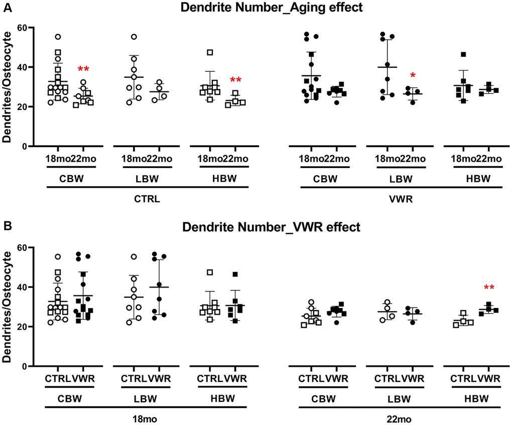 Long-term voluntary wheel running reduced aging-induced loss of dendrite numbers in the 22 mo HBW mice. 10 mo endurance exercise reduced advanced aging-induced loss of dendrite numbers in the 22 mo HBW/VWR. (A) The effect of advanced aging on osteocyte dendrite number in two different subgroups, LBW and HBW mice. *: p B) The effect of VWR on osteocyte dendrite number in two different subgroups, LBW and HBW mice. **: p n = 16 CTRL, n = 15 VWR; 22 mo: n = 8 CTRL, n = 8 VWR); LBW: Low body weight group (18 mo: n = 8 CTRL, n = 8 VWR; 22 mo: n = 4 CTRL, n = 4 VWR); HBW: High body weight group (18 mo: n = 8 CTRL, n = 7 VWR; 22 mo: n = 4 CTRL, n = 4 VWR).