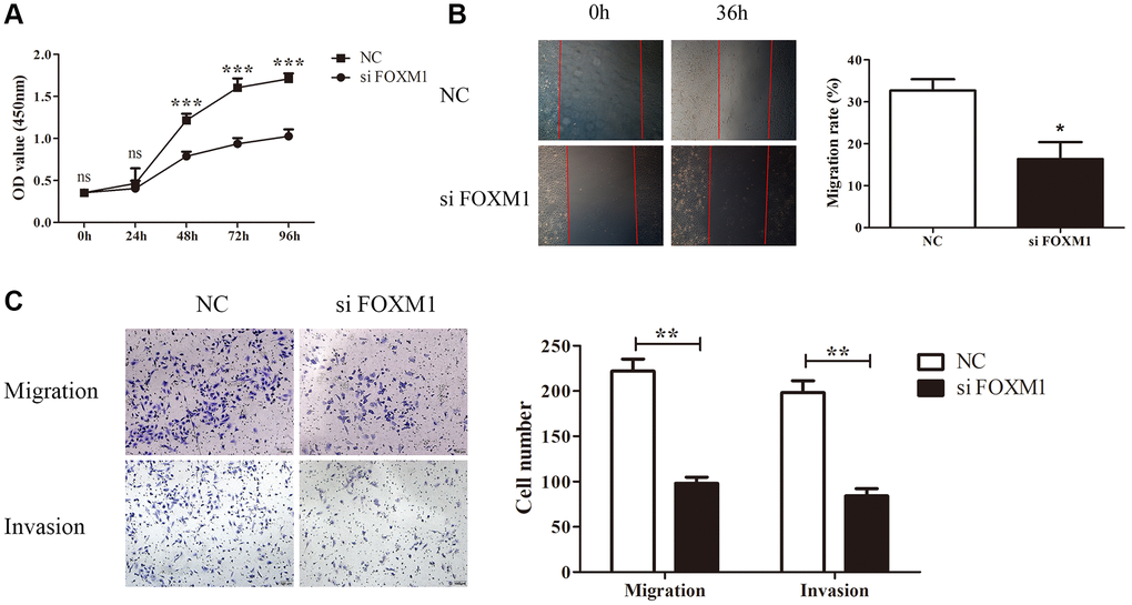 FOXM1 knockdown inhibits lung cancer cell proliferation, migration and invasion. (A) The proliferation curves of A549 cells transfected with si-NC and si- FOXM1. (B) The wound healing assay results for A549 cells transfected with si-NC and si-FOXM1 at 0, 36 h, respectively. (C) The transwell migration and invasion assay for A549 cells transfected with si-NC and si-FOXM1. *p **p ***p 