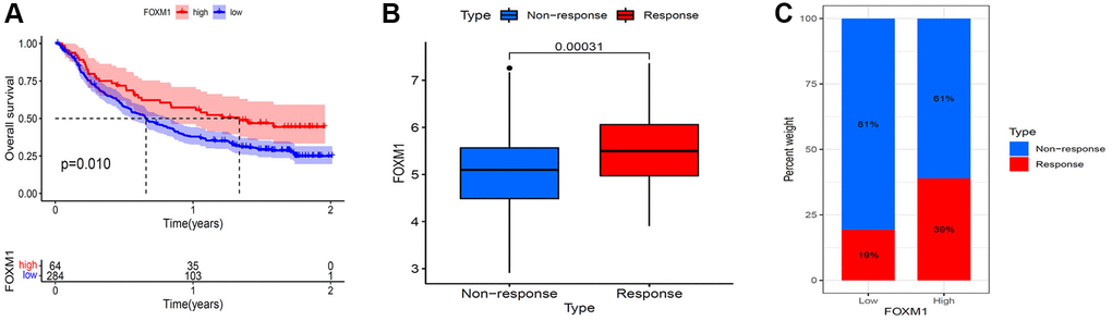 Validation of the immunotherapeutic predictive value of FOXM1. (A) Kaplan–Meier OS curves for patients with FOXM1 high and low expression subgroups in IMvigor 210 cohort. (B) FOXM1 expression was higher in responders than that in non-responders. (C) The proportion of patients with response to anti- PD-L1 therapy in FOXM1 high and low expression groups. p 