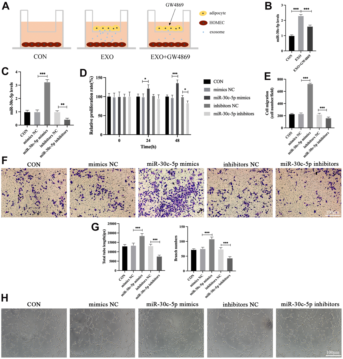 Adipocyte Derived Exosomal Mir 30c 5p Promotes Ovarian Angiogenesis In