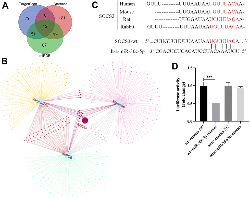 SOCS3 is a target gene of miR-30c-5p. (A, B) Bioinformatic analyses of target genes of miR-30c-5p. (C) Prediction of the binding site of miR-30c-5p in the 3’-UTR of SOCS3 mRNA by TargetScan. (D) Confirmation of the targeting relationship between miR-30c-5p and SOCS3 by the dual luciferase reporter assay. Data are presented as mean ± SD for three independent experiments. ***P