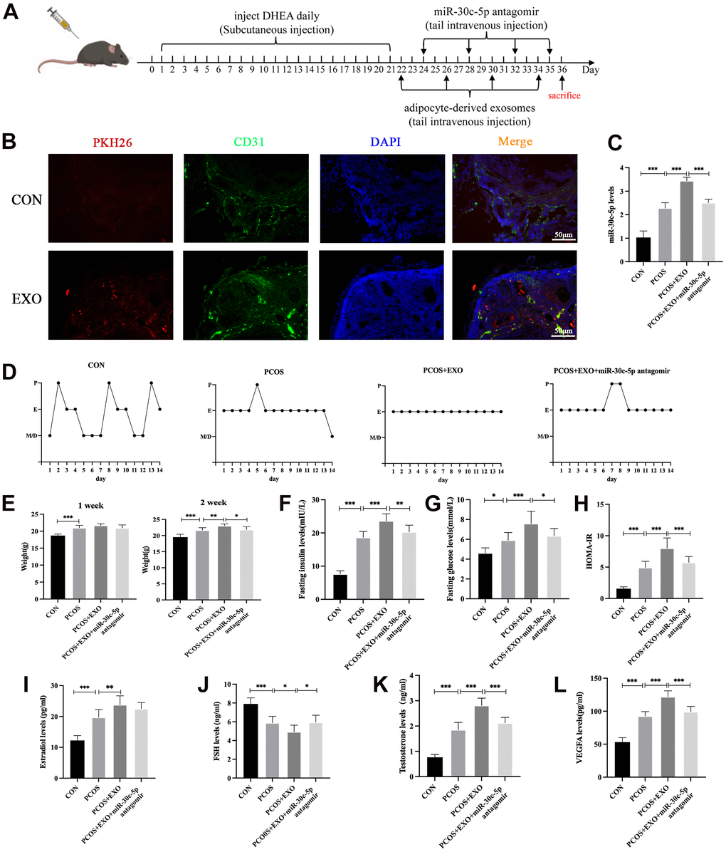 Adipocyte-derived exosomal miR-30c-5p exacerbates endocrine and metabolic disorders in mice with PCOS. (A) Procedure of animal experiments. (B) Visualization of uptake of exosomes by the ovaries in vivo. (C) qRT-PCR detection of miR-30c-5p levels in the ovaries of mice in the indicated groups. (D) Estrous cycle analyses of mice in each group via vaginal smears. (E) Weight change in the indicated groups after administration of exosomes and miR-30c-5p antagomir for 1 and 2 weeks. (F) Fasting insulin levels in the indicated groups. (G) Fasting glucose levels in the indicated groups. (H) HOMA-IR index in the indicated groups. HOMA-IR = fasting insulin × fasting glucose/22.5. (I–L) ELISA detection of serum E2, FSH, T and VEGFA levels in the indicated groups. Proestrus (P), estrus (E), metestrus (M) and diestrus (D). Data are presented as mean ± SD for three independent experiments. *P