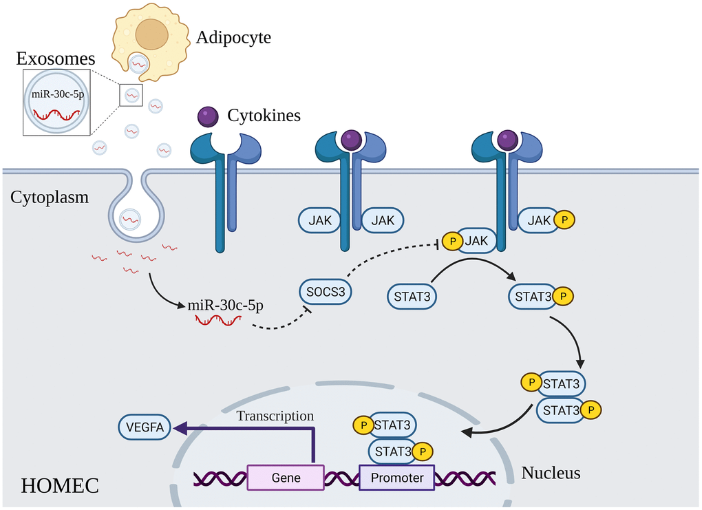 Adipocyte Derived Exosomal Mir 30c 5p Promotes Ovarian Angiogenesis In