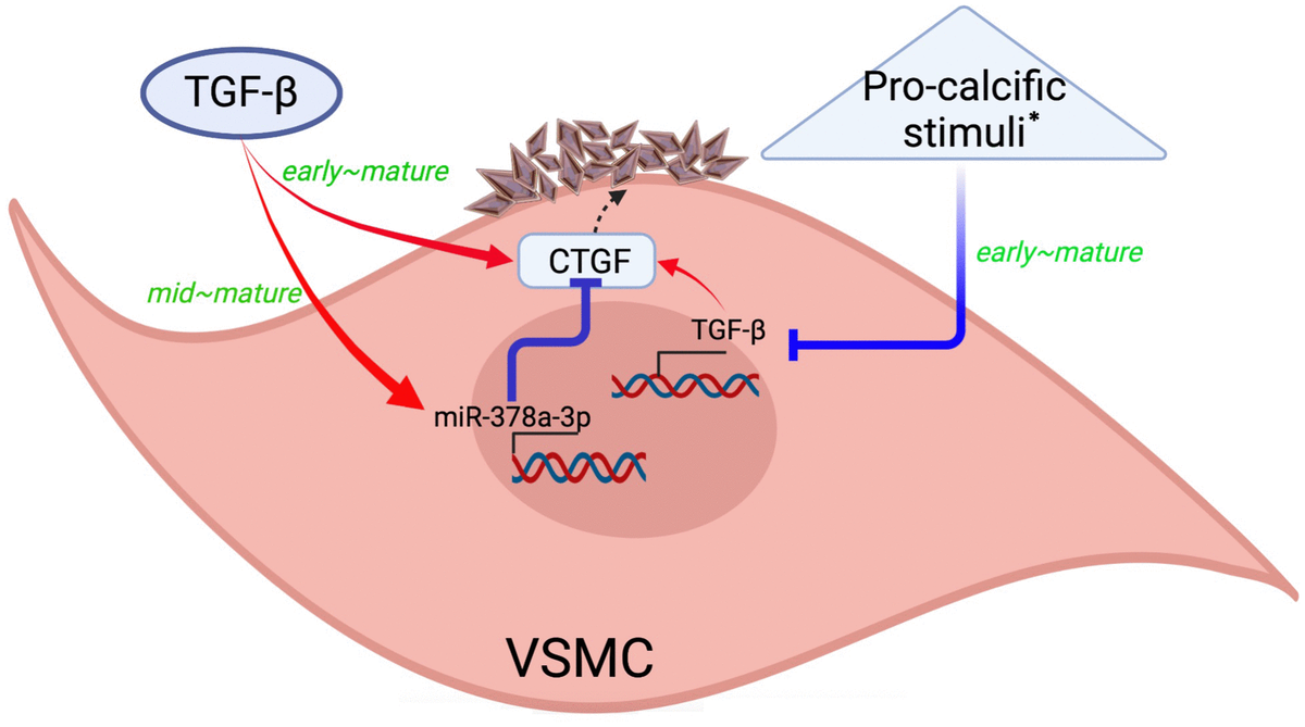 The Context-dependent Role Of Transforming Growth Factor-β/miR-378a-3p ...