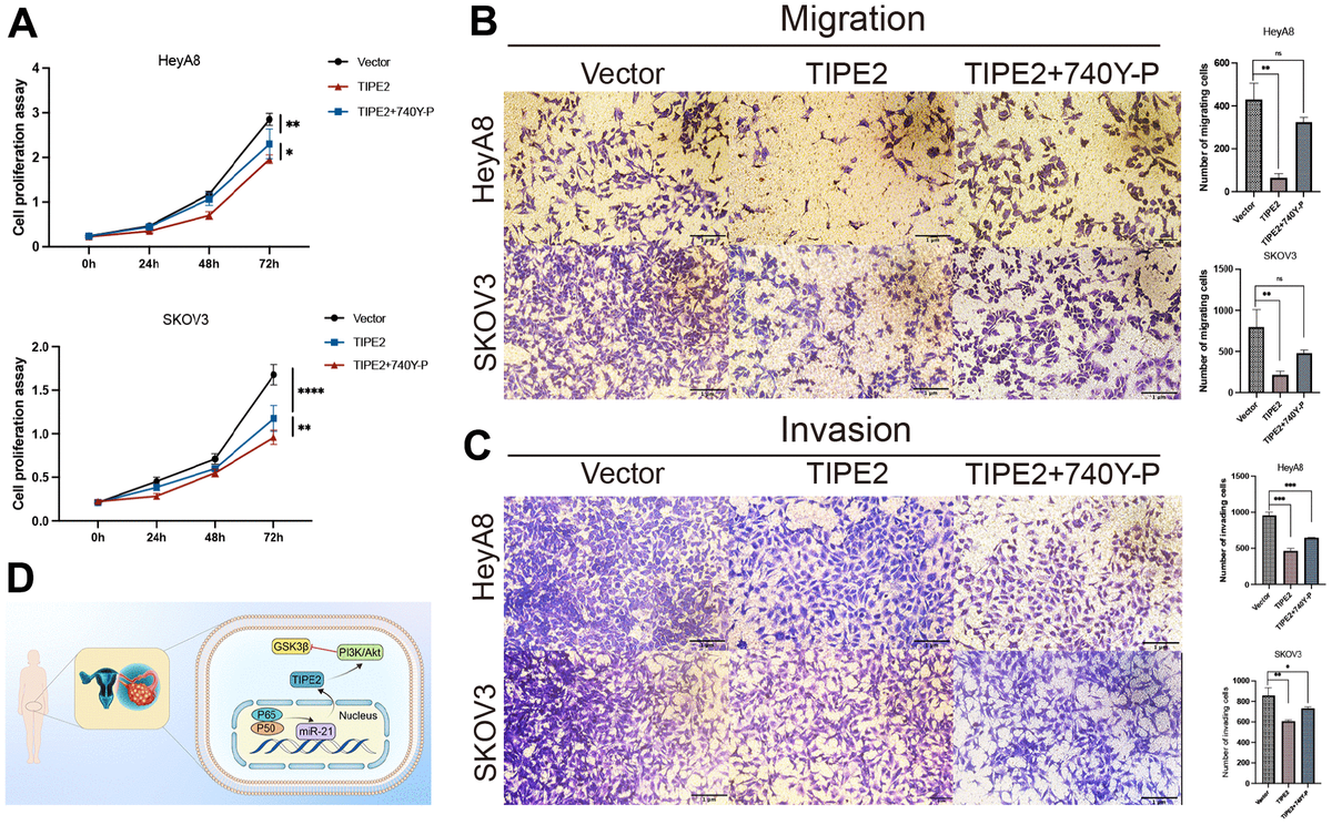 Tipe2 Acts As A Tumor Suppressor And Correlates With Tumor Microenvironment Immunity In 0882