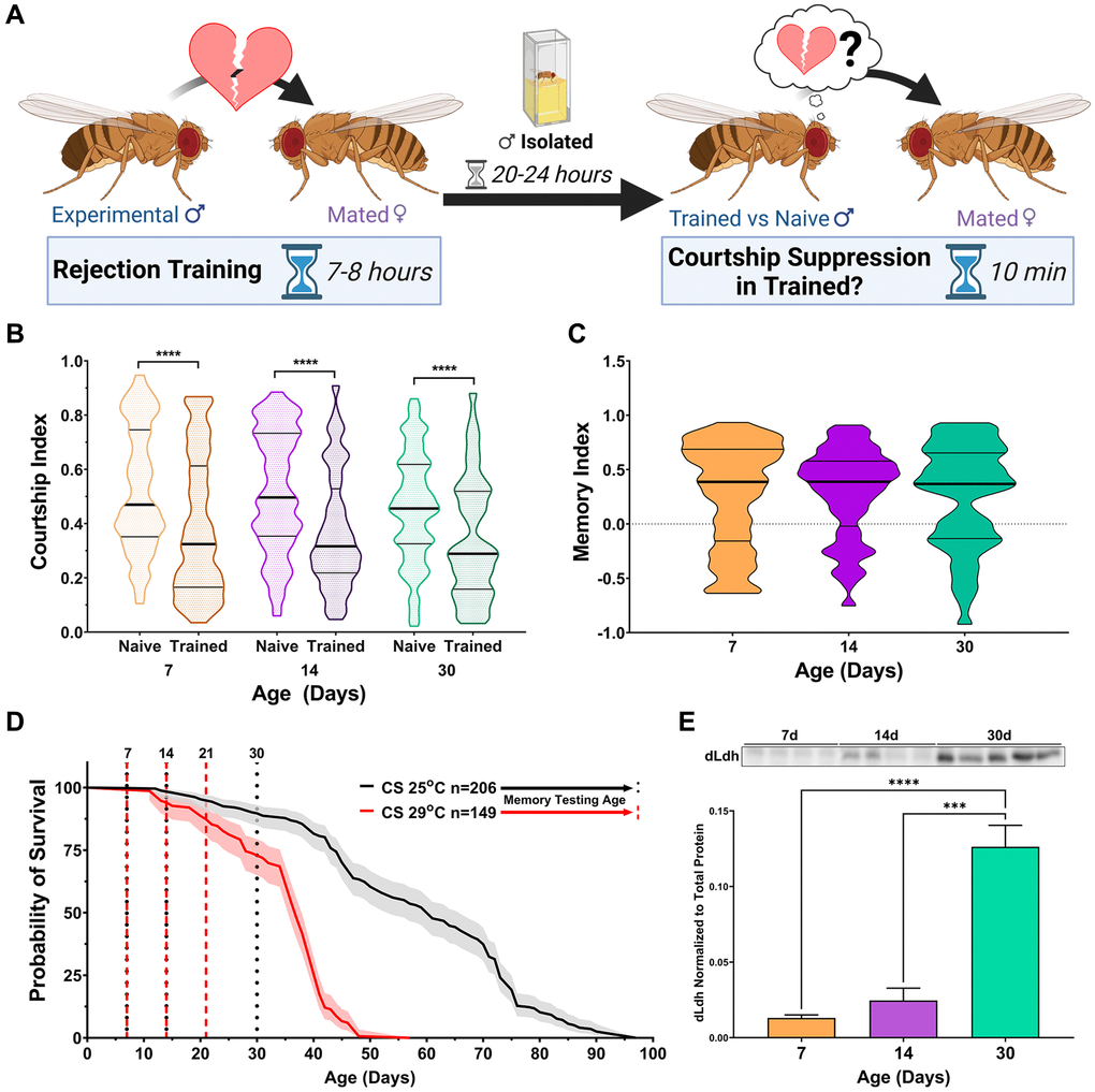 Forgotten memory storage and retrieval in Drosophila