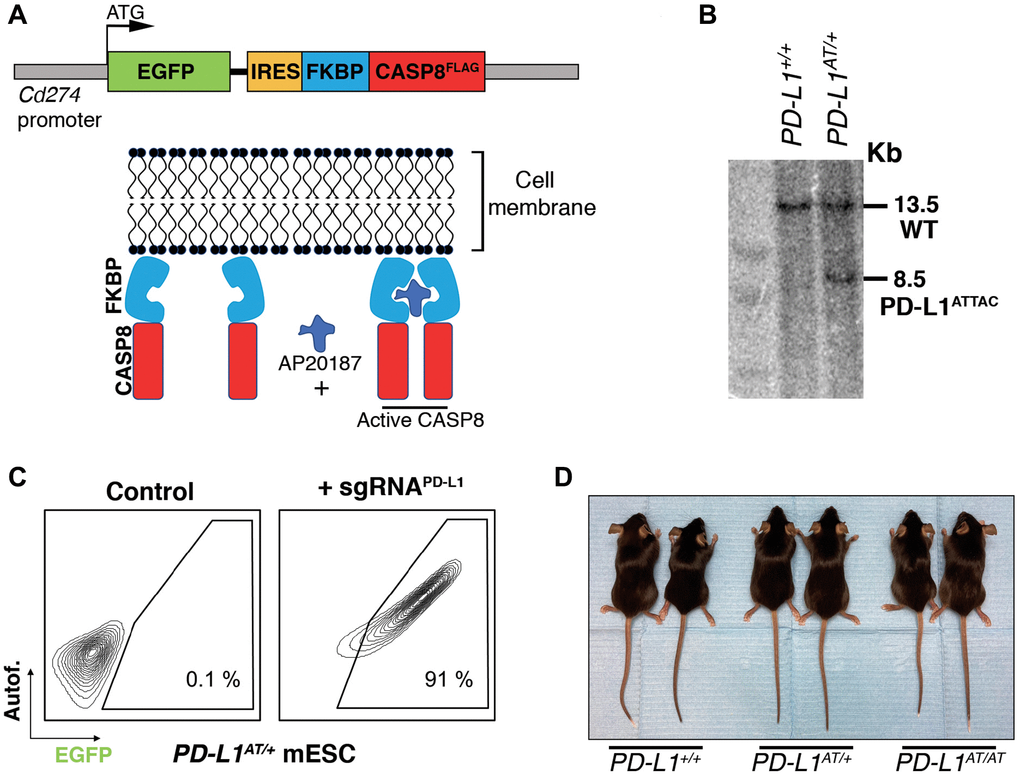 PD-L1ATTAC mice reveal the potential of depleting PD-L1 expressing