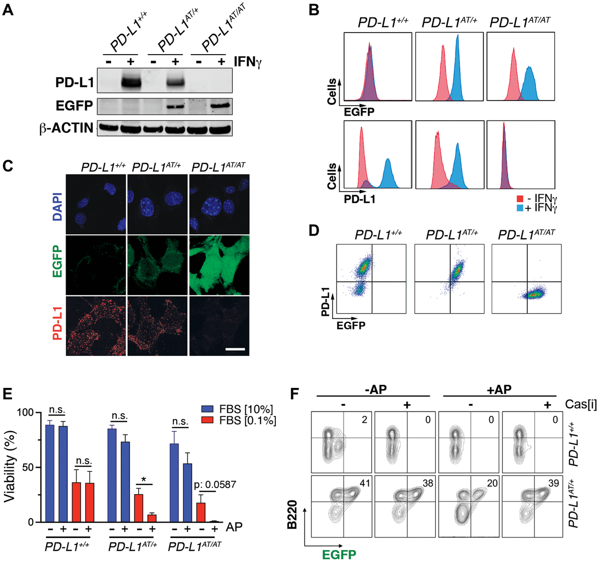 Pd L1attac Mice Reveal The Potential Of Depleting Pd L1 Expressing Cells In Cancer Therapy 3563