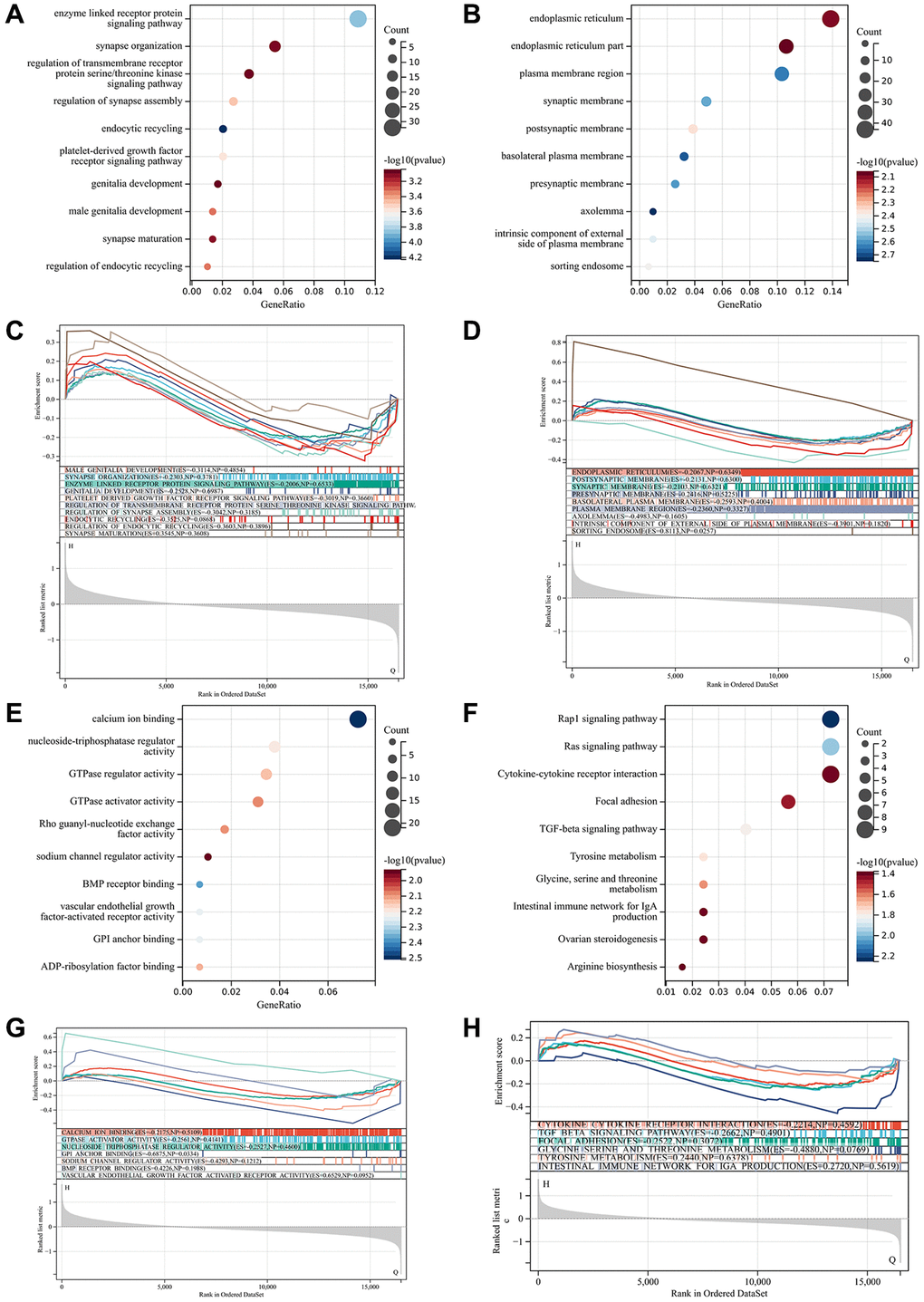 Functional enrichment analysis and GSEA analysis. (A) Biological process by bubble diagram. (B) Cell component by bubble diagram. (C) Biological process by GSEA. (D) Cell component by GSEA. (E) Molecular function by bubble diagram. (F) Kyoto Encyclopedia of Genes and Genomes by bubble diagram. (G) Molecular function by GSEA. (H) Kyoto Encyclopedia of Genes and Genomes by GSEA.