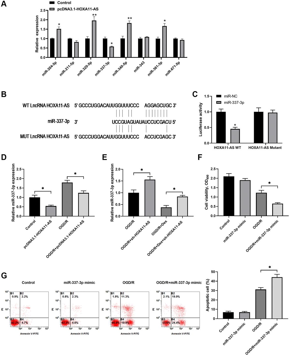 Long non-coding RNA HOXA11-AS regulates ischemic neuronal death by ...