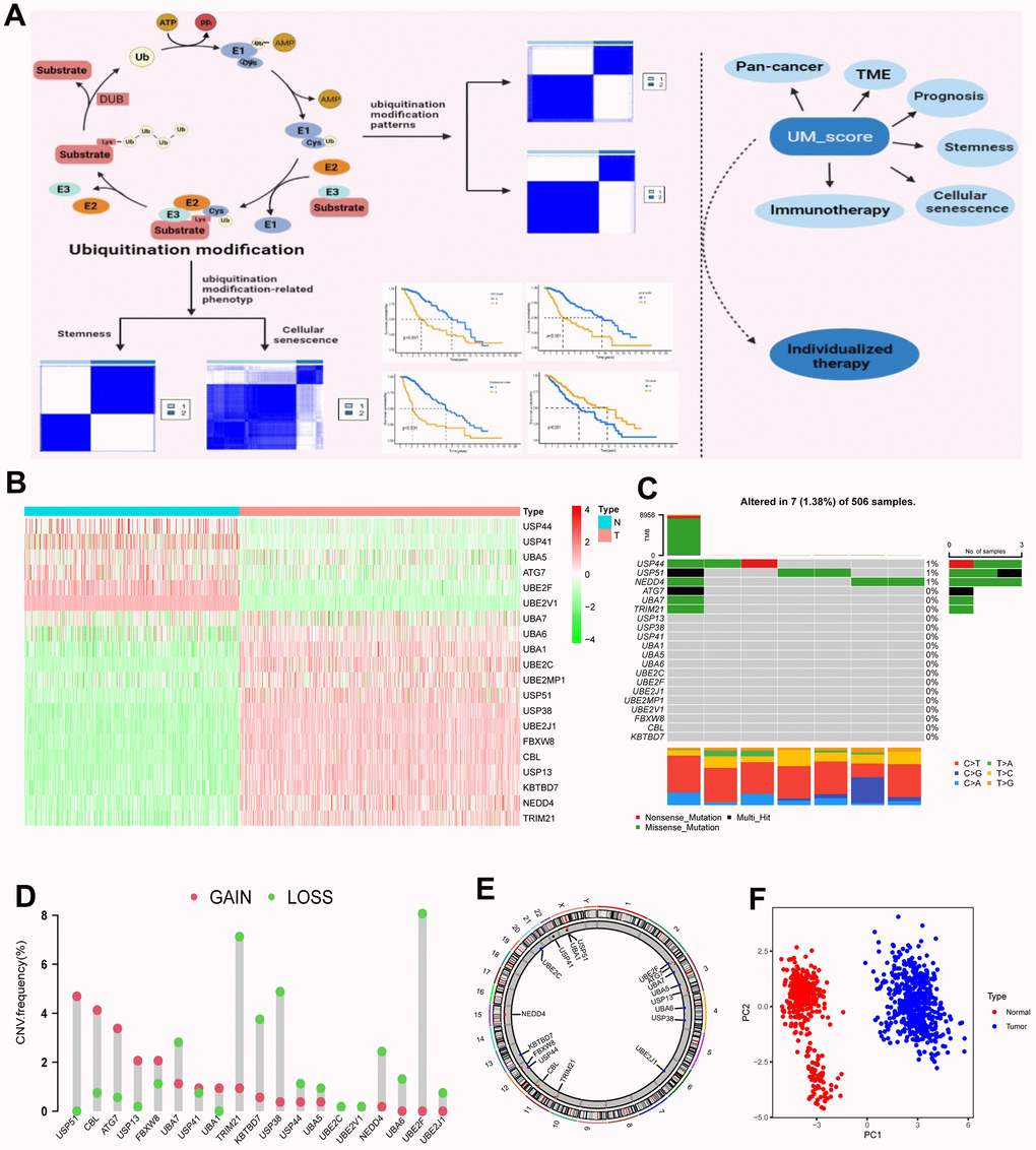 Landscape of ubiquitination modification regulators in LGG. (A) Graphic abstract of this research. (B) Differential expression of ubiquitination modification regulators. (C) Mutation occurrence of 20 ubiquitination modification regulators. (D) CNV alteration occurrence of ubiquitination modification regulators. (E) Chromosomal sites of altered CNV in the ubiquitination modification regulators. (F) Principal component analysis of the 20 ubiquitination modification regulators in normal and LGG patients.