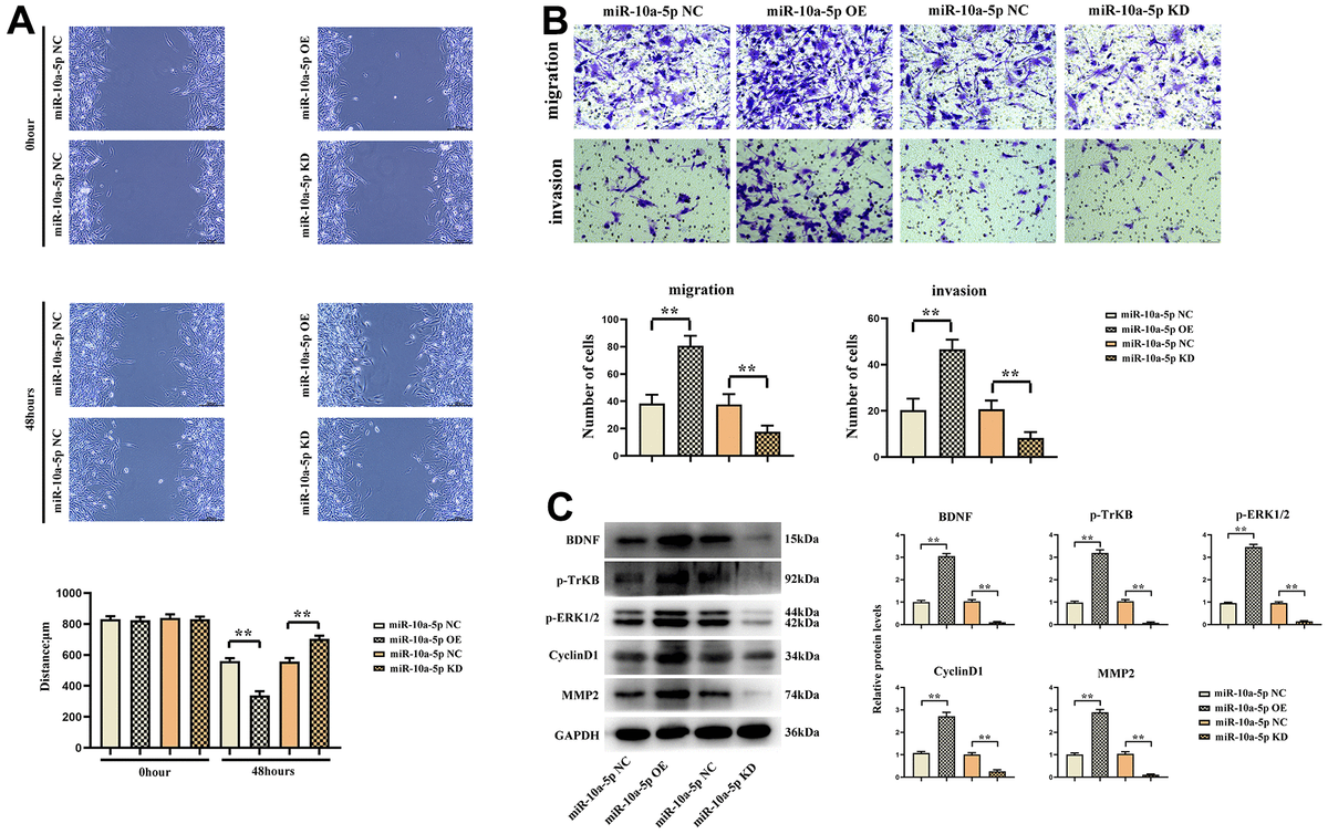 Lncrna Tusc7 Sponges Mir 10a 5p And Inhibits Bdnf Erk Pathway To