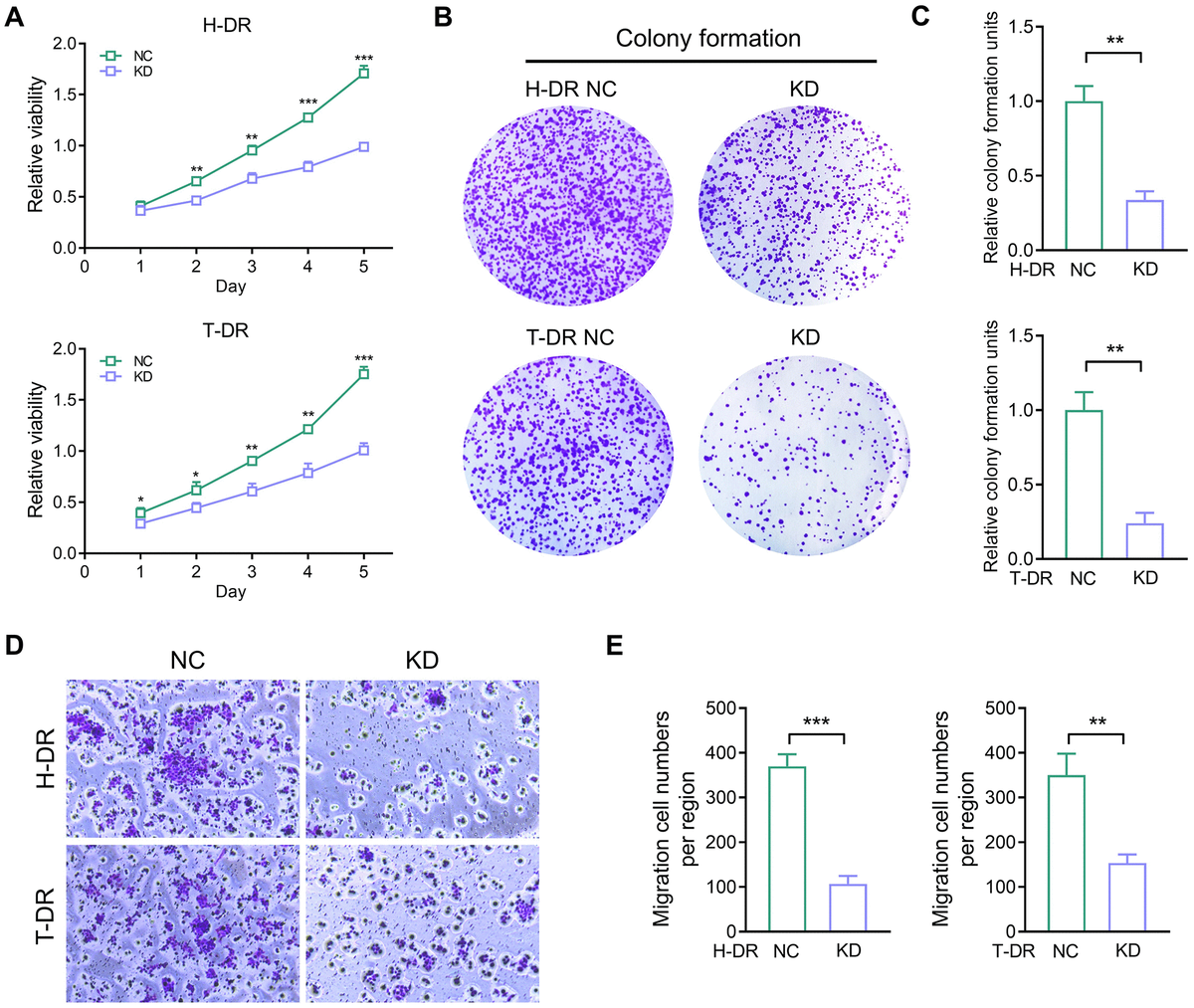 TYRO3 promotes tumorigenesis and drug resistance in colorectal cancer ...