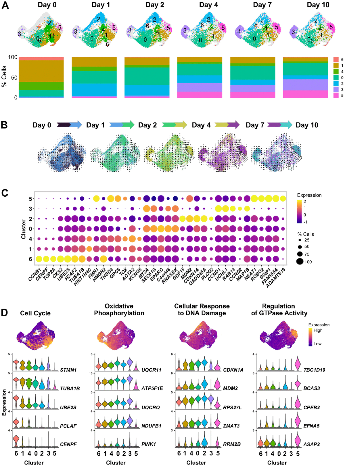 Single-cell Transcriptomic Analysis Uncovers Diverse And Dynamic ...